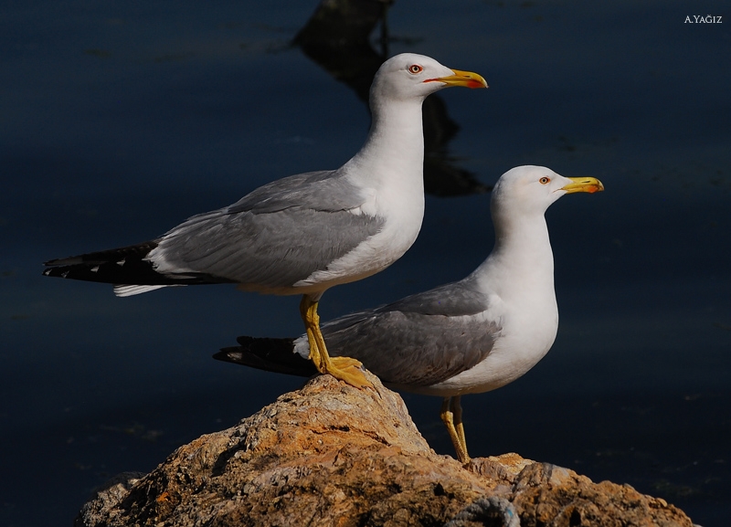 Yellow-legged Gull