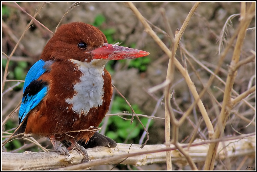 White-throated Kingfisher