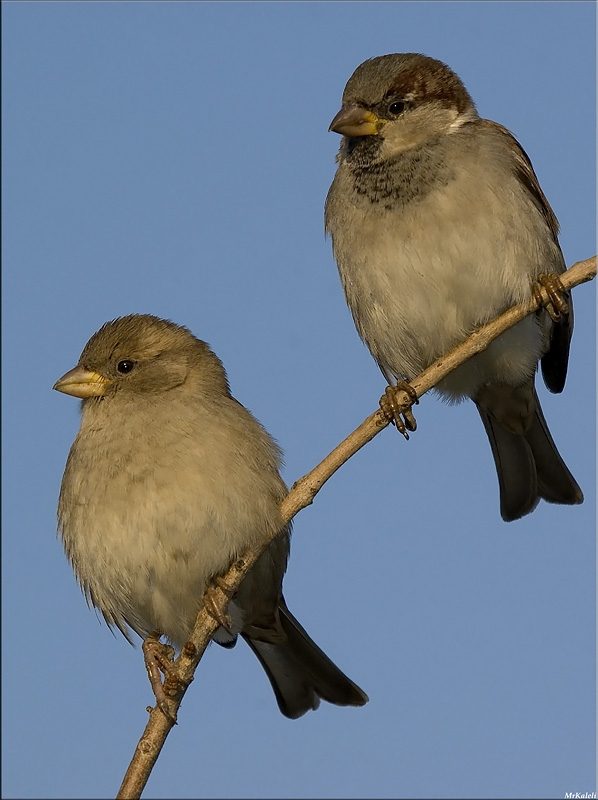 House Sparrow
