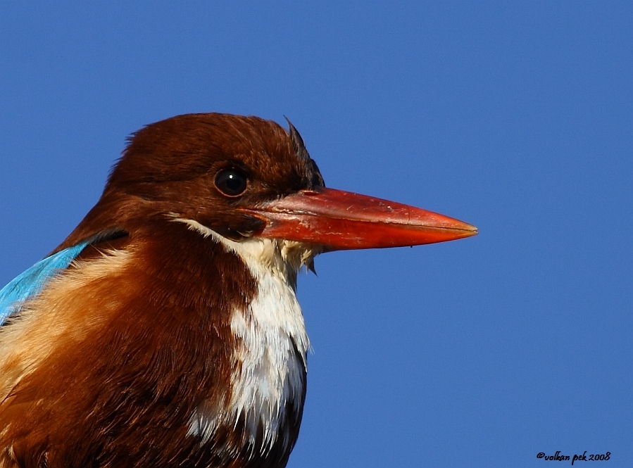 White-throated Kingfisher