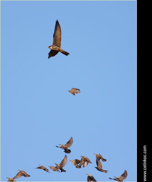 Common Starling