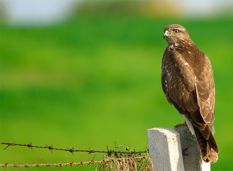Common Buzzard