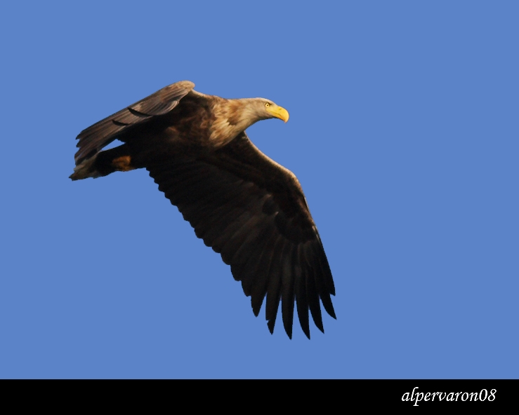 White-tailed Eagle