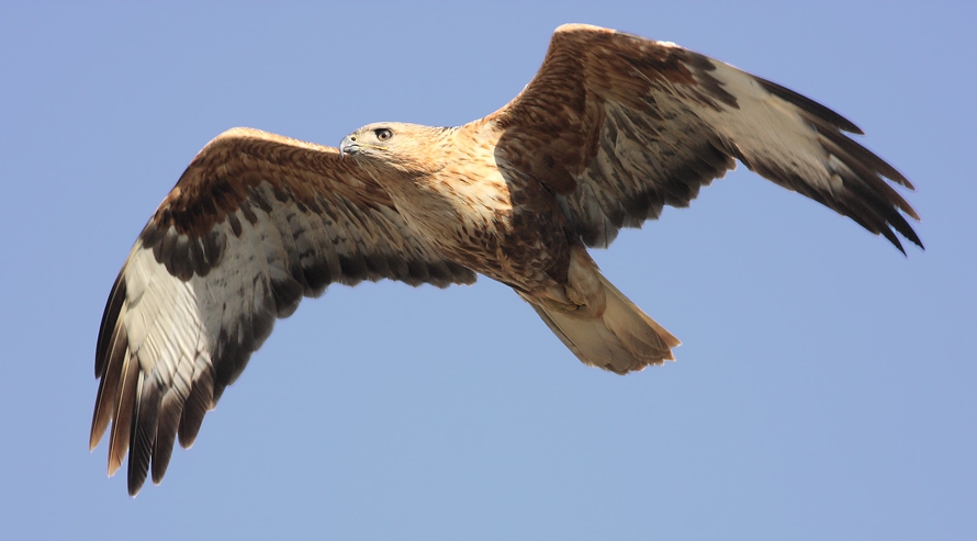 Long-legged Buzzard
