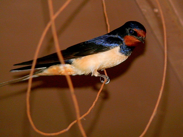 Barn Swallow