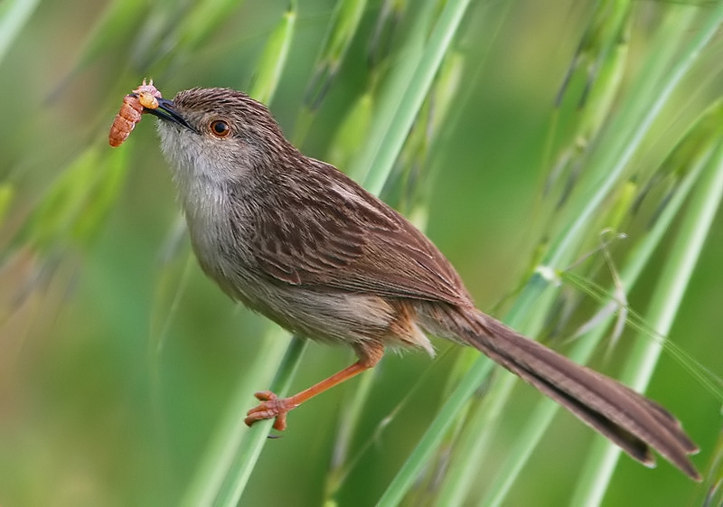 Delicate Prinia