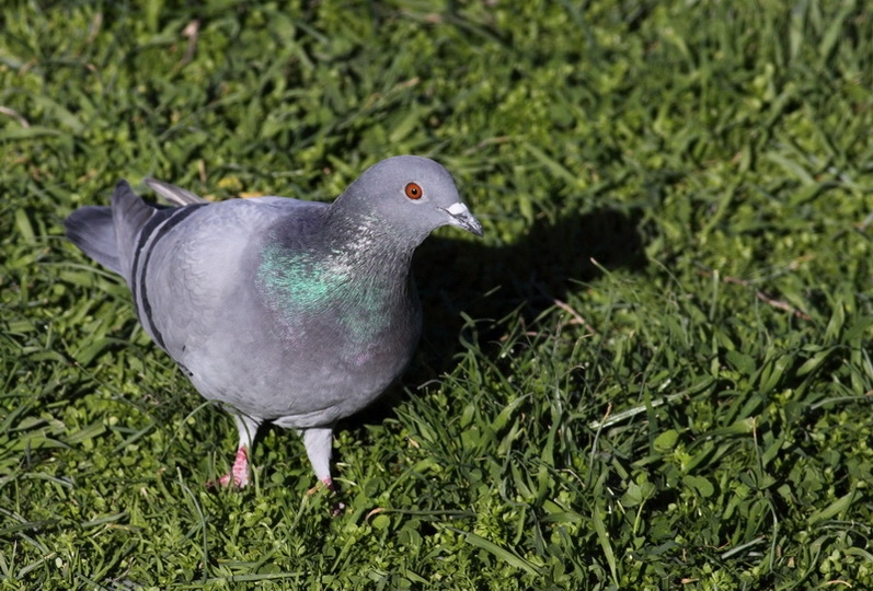Rock Dove