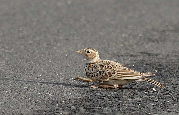Eurasian Skylark