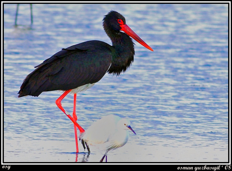 Black Stork