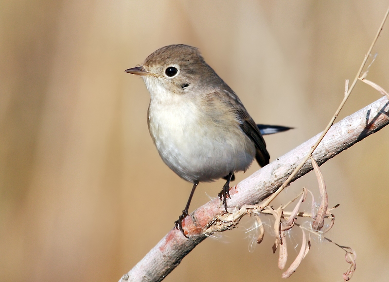 Red-breasted Flycatcher