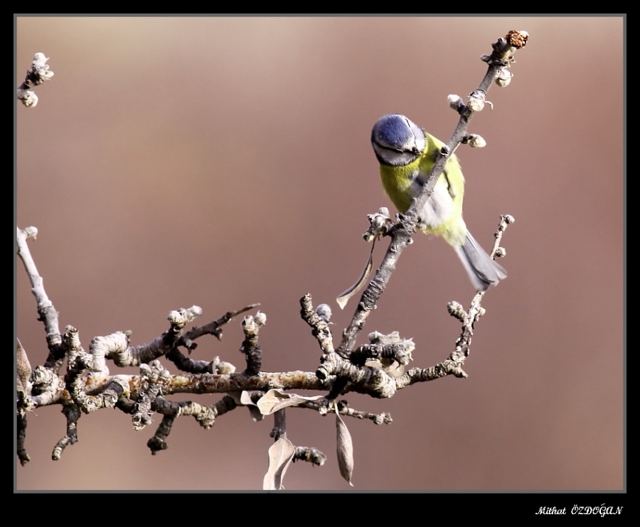 Eurasian Blue Tit