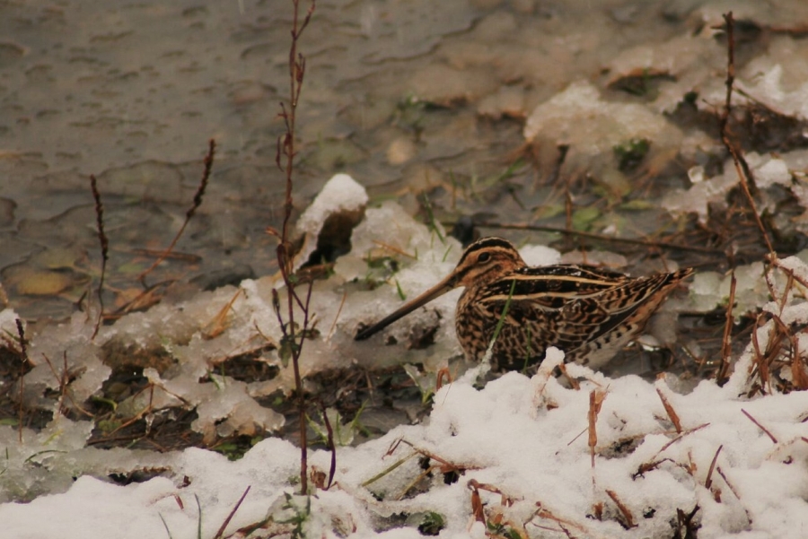 Common Snipe
