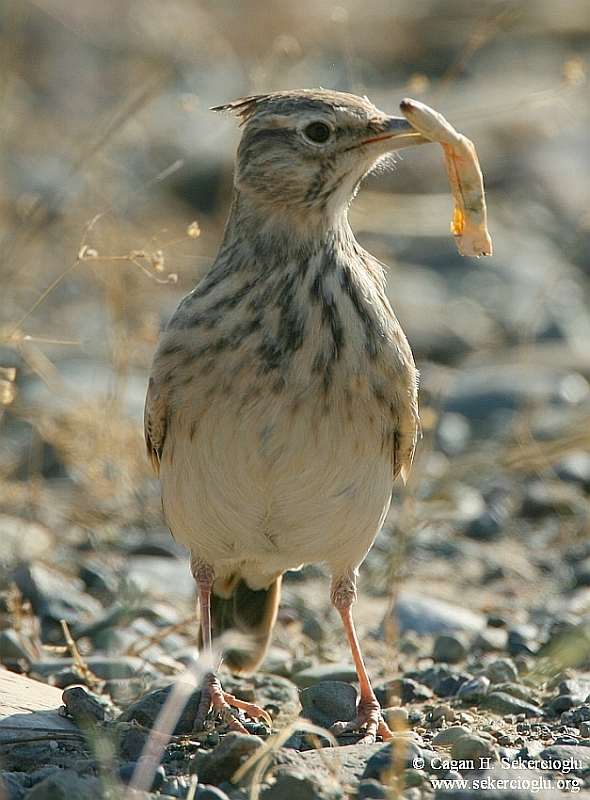 Crested Lark