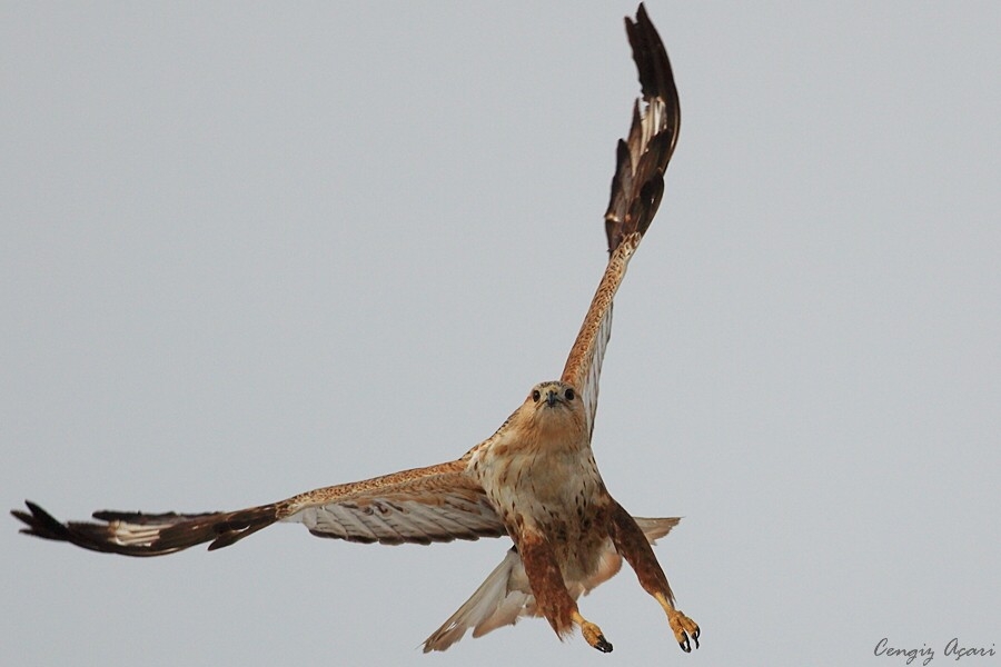 Long-legged Buzzard