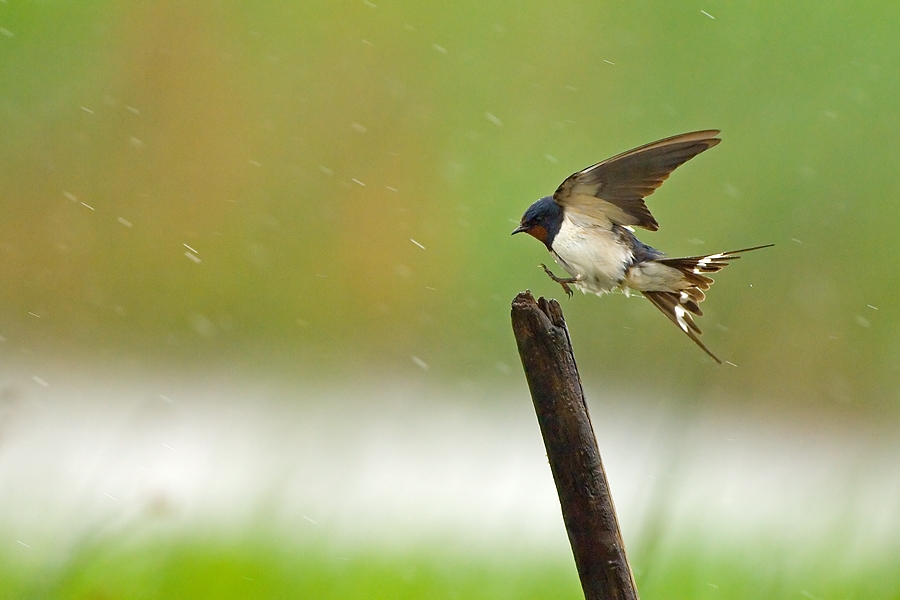 Barn Swallow