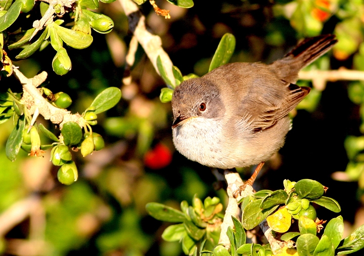Cyprus Warbler