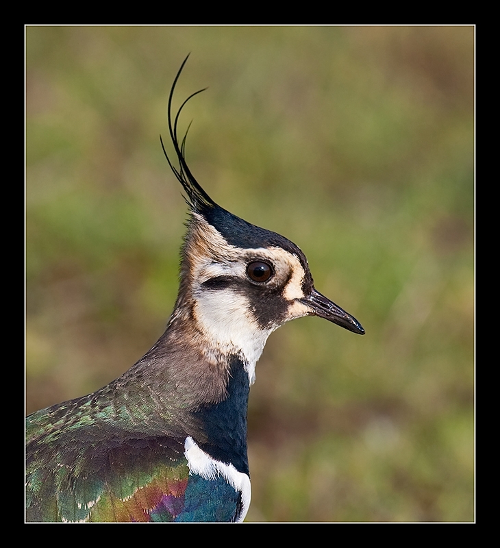 Kızkuşu