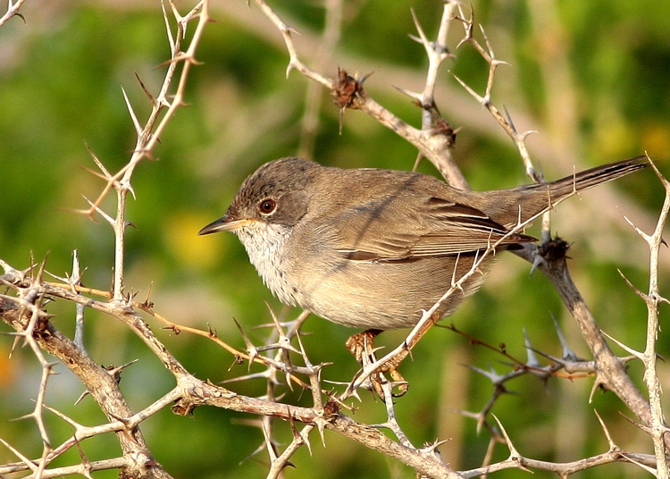 Cyprus Warbler