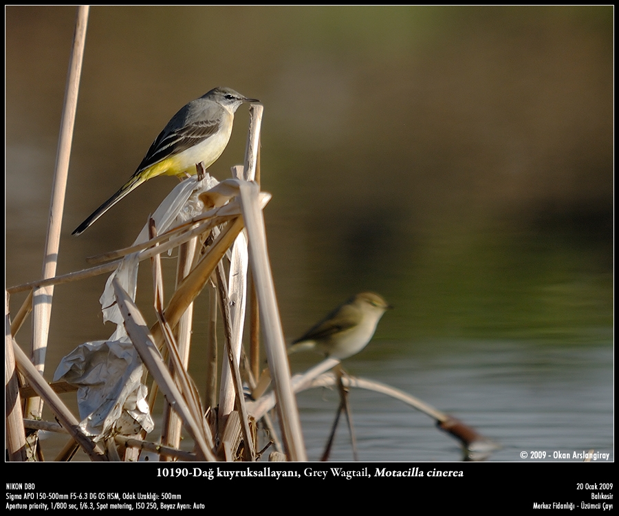 Grey Wagtail