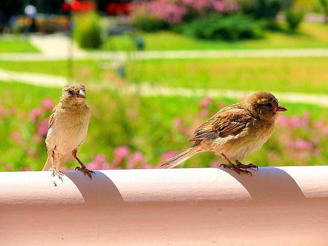 House Sparrow