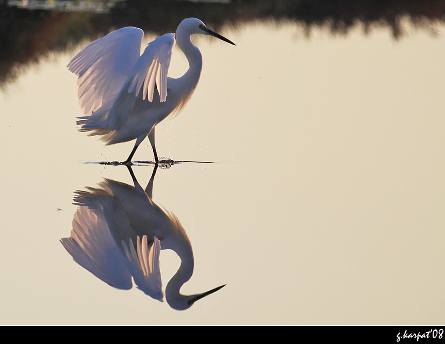Little Egret