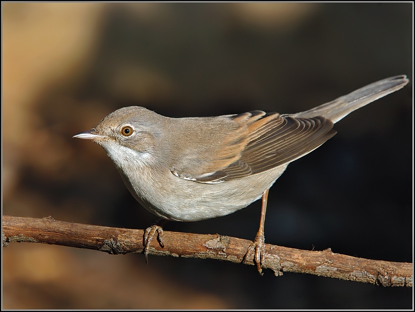 Common Whitethroat