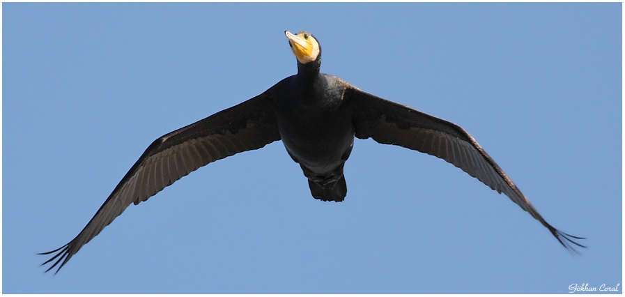 Great Cormorant