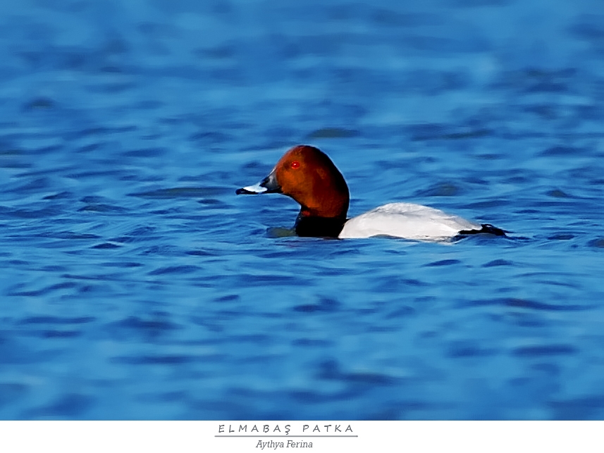 Common Pochard