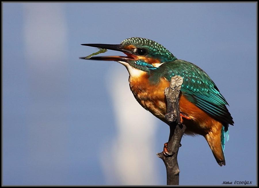 Common Kingfisher
