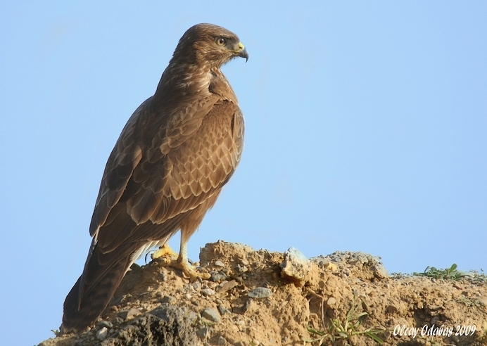 Common Buzzard