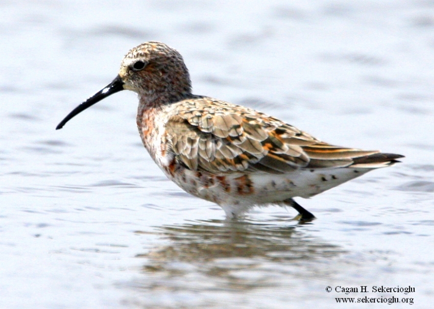 Curlew Sandpiper