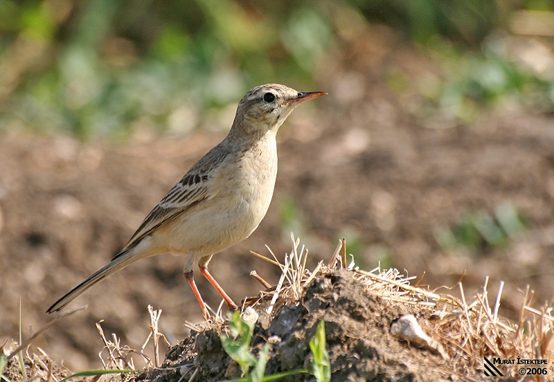 Tawny Pipit