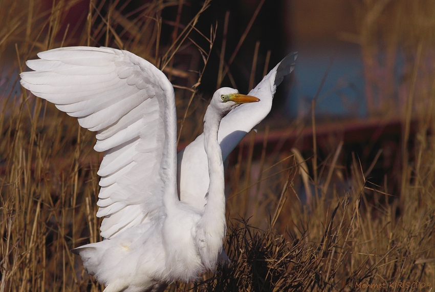 Great Egret