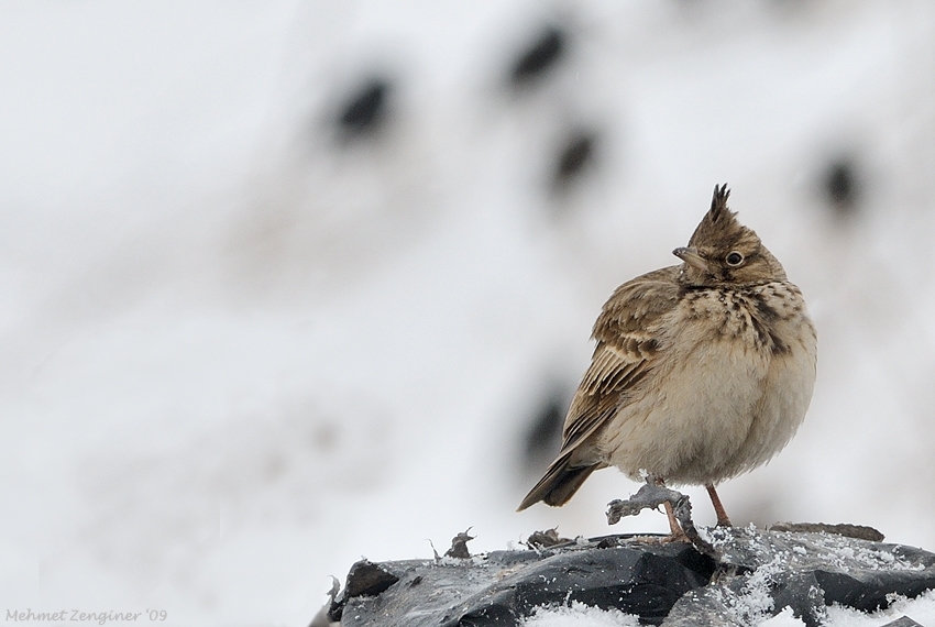 Crested Lark