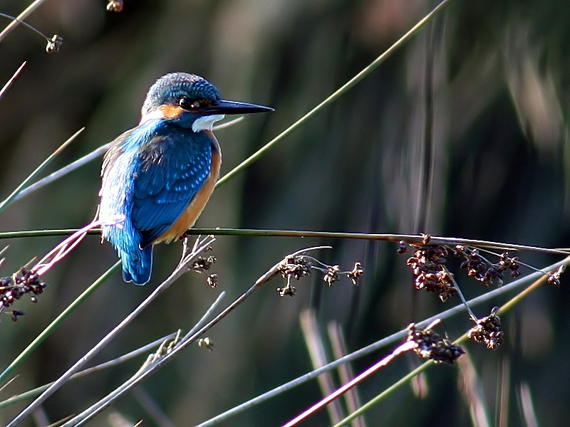Common Kingfisher