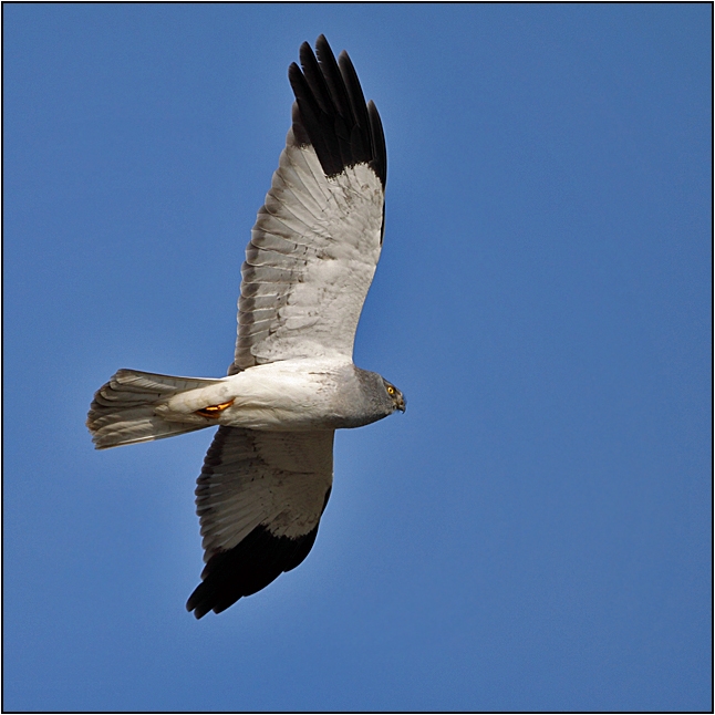 Hen Harrier