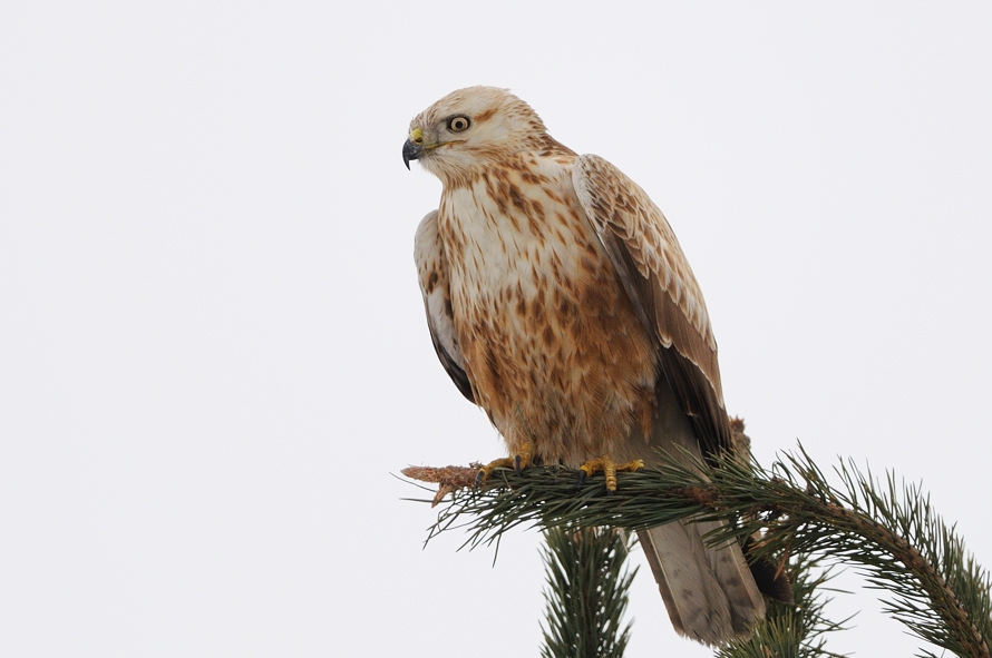 Long-legged Buzzard