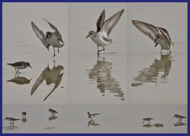 Little Stint