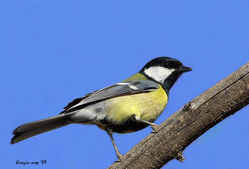 Great Tit
