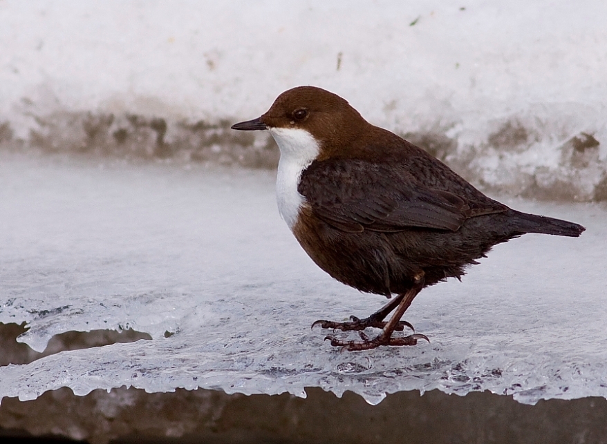 White-throated Dipper