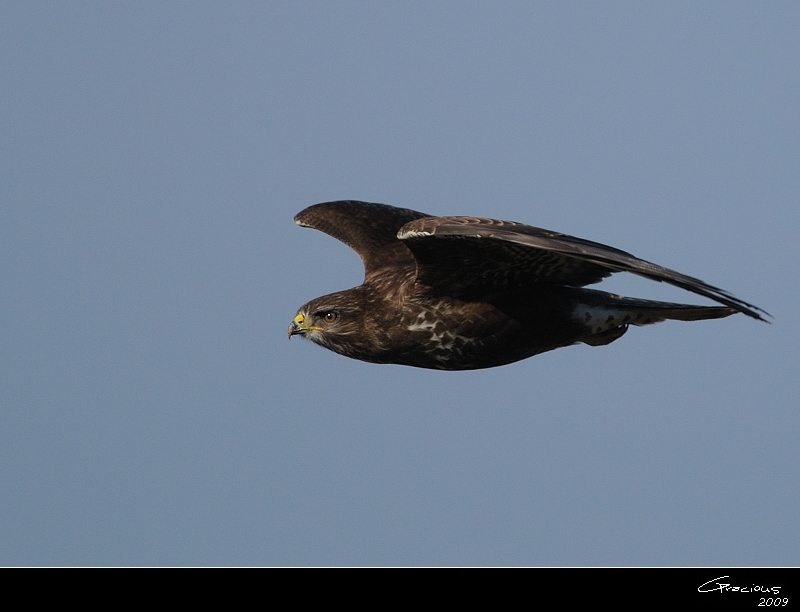Common Buzzard