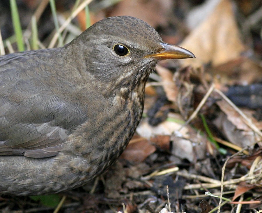 Common Blackbird