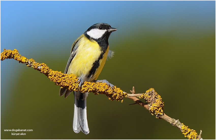 Great Tit