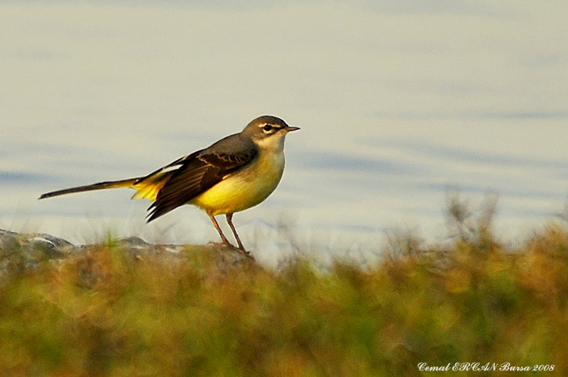 Grey Wagtail