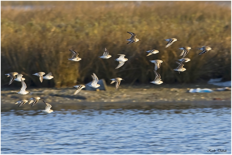 Dunlin
