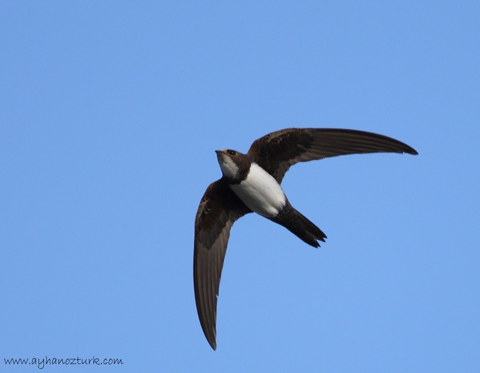 Alpine Swift