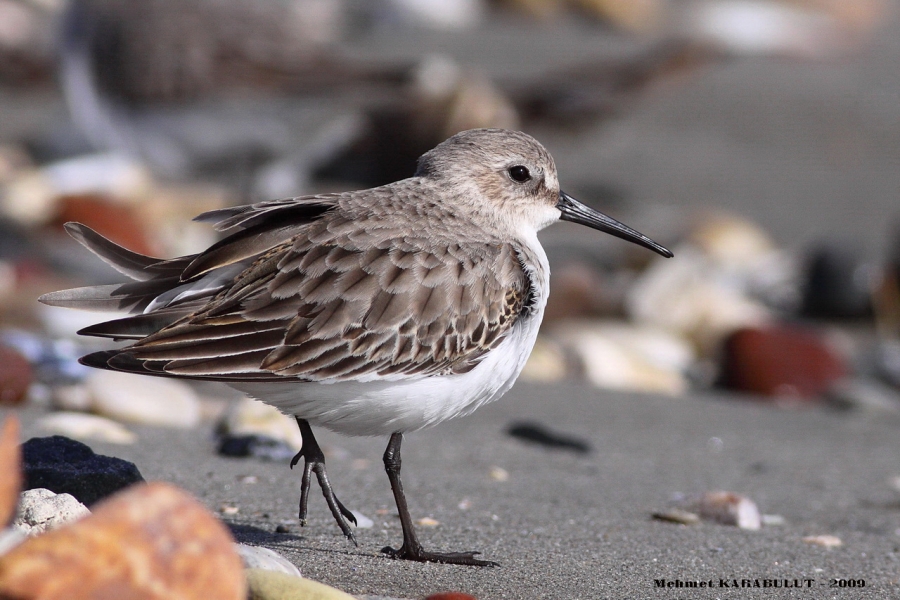 Dunlin