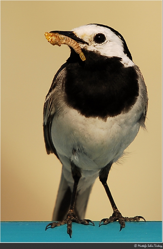 White Wagtail