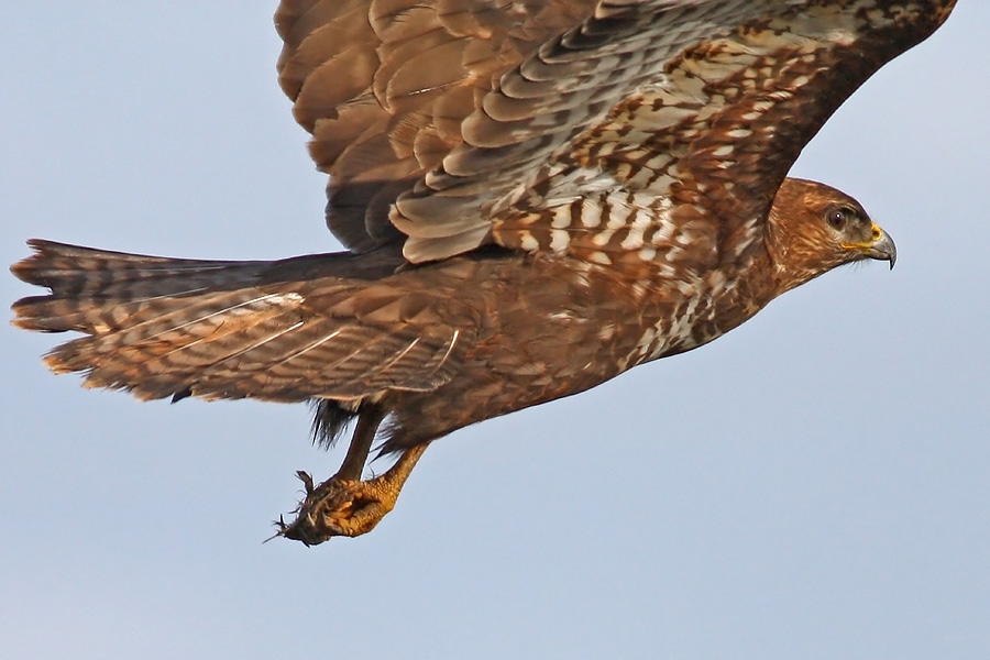 Common Buzzard