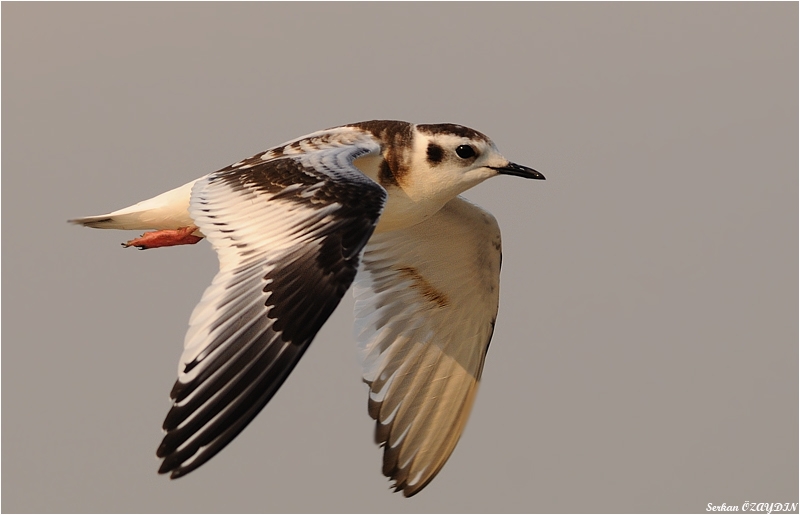 Little Gull